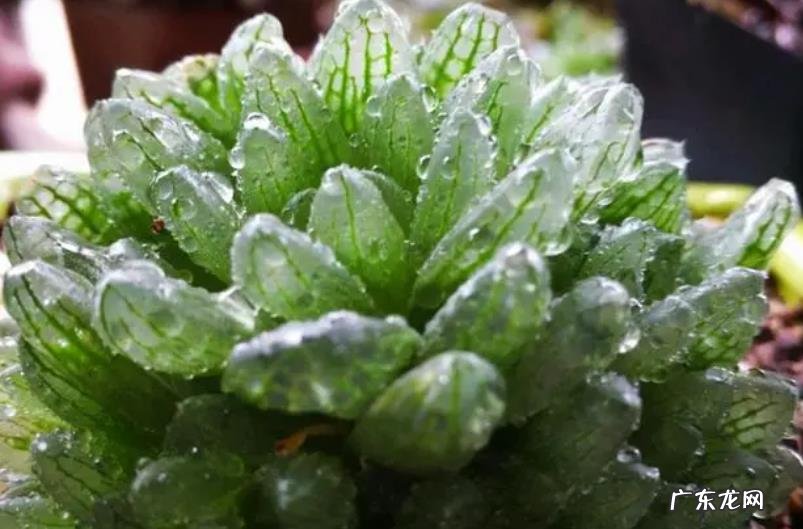 哪些多肉中的“大坑货”?