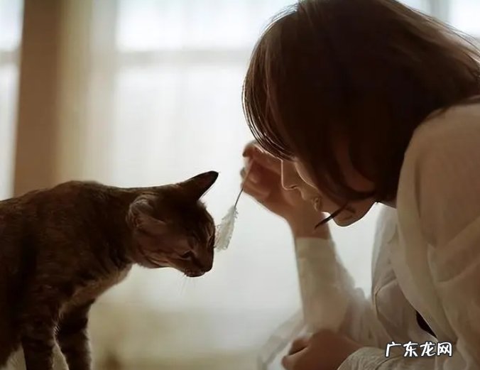 与其互动 小猫如何认主？