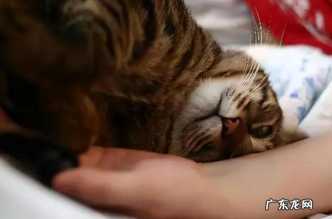 与其互动 小猫如何认主？