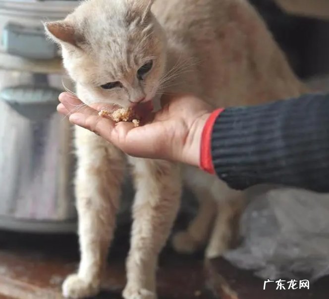 与其互动 小猫如何认主？