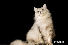 哪些食物千万不要给猫咪吃？