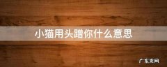 小猫用头蹭你是什么意思 小猫用头蹭你什么意思