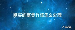 刚买的富贵竹该怎么处理 刚买回来的富贵竹该怎么处理