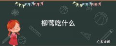 柳莺吃什么 柳莺吃什么饲料