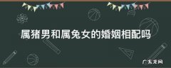 属猪男与属兔女婚配好不好 属猪男和属兔女的婚姻相配吗