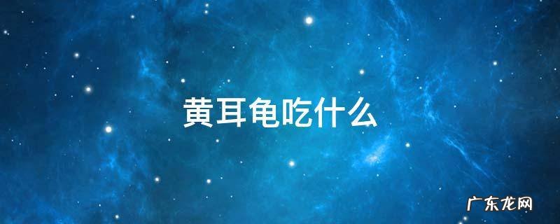 黄耳龟吃什么蔬菜 黄耳龟吃什么