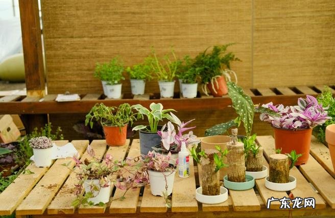 玉树叶子发黄了怎么回事?解决方法