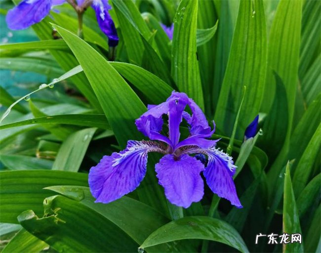 鸢尾花掉叶子怎么处理?