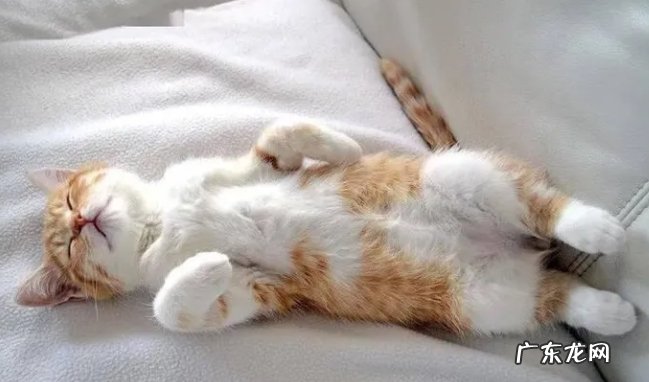 “生命短暂”的猫特征如何?