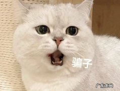 “生命短暂”的猫特征如何？