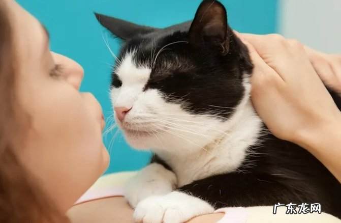 养猫的“十大坏处”怎么样?