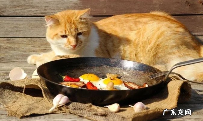 养猫的“十大坏处”怎么样?