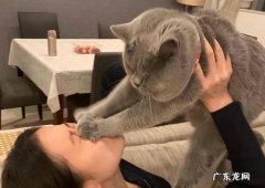 养猫的“十大坏处”怎么样？
