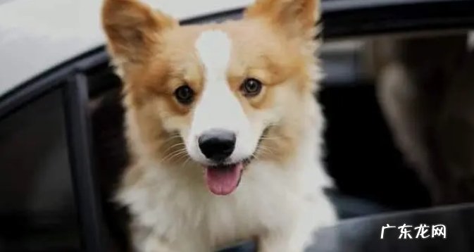 狗狗的弱点是什么?主人不要对它做!