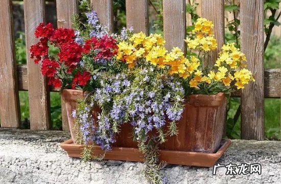 新手入门养的花有哪些品种？