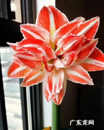 新手入门养的花有哪些品种？