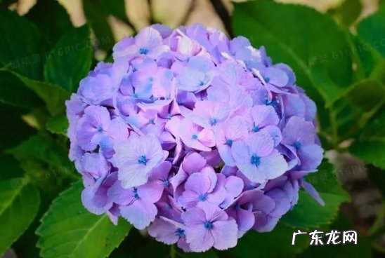 新手入门养的花有哪些品种？