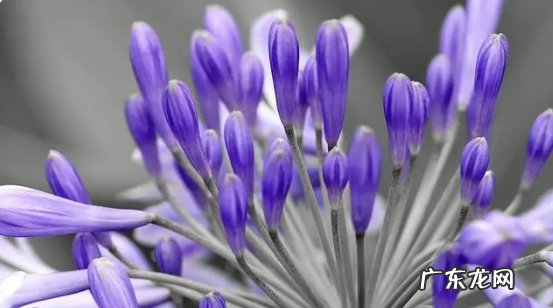 新手入门养的花有哪些品种？