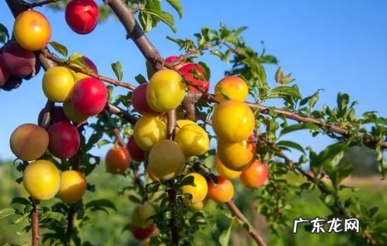 春天的花树有哪些品种？