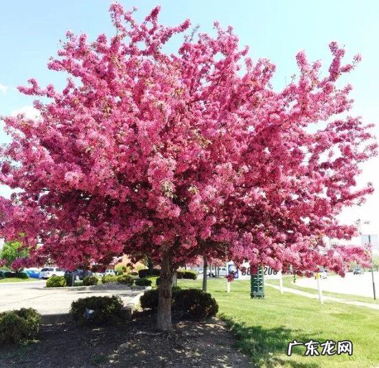 春天的花树有哪些品种？