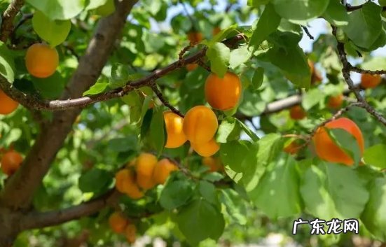 春天的花树有哪些品种？