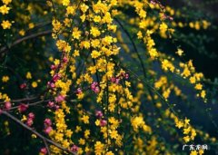 迎春花怎么养？