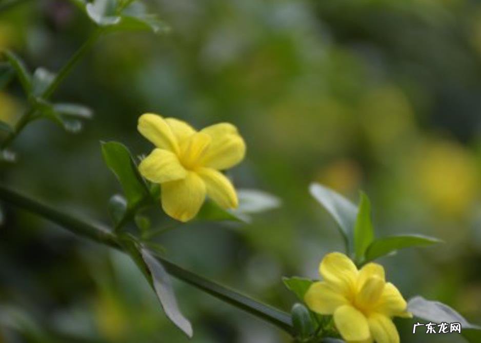 迎春花怎么养?