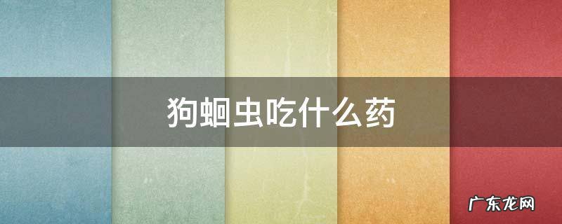狗蛔虫吃什么药 狗狗有蛔虫吃什么药最好