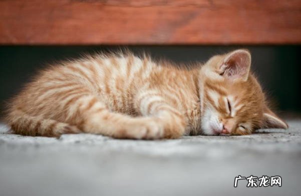 肥胖 寿命短的猫有什么特征