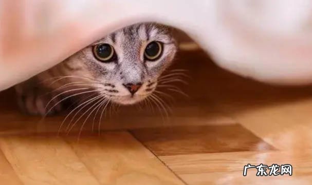 肥胖 寿命短的猫有什么特征