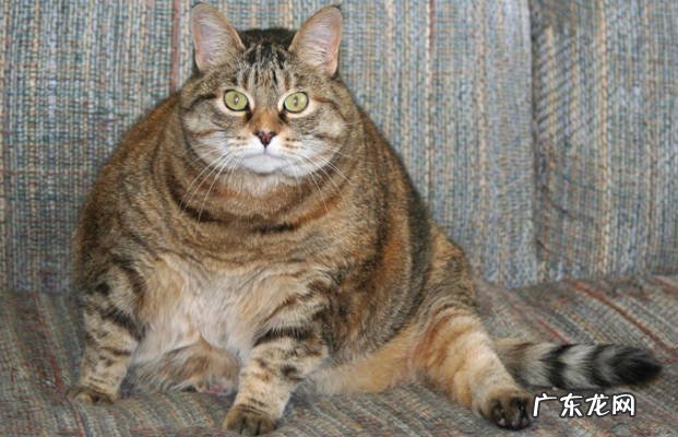 肥胖 寿命短的猫有什么特征