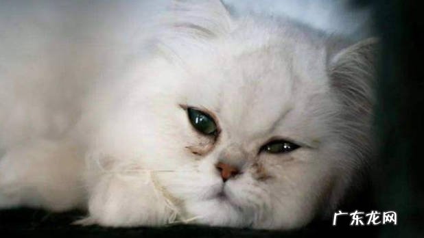 遗传病多 波斯猫为什么被弃养