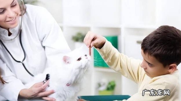 遗传病多 波斯猫为什么被弃养