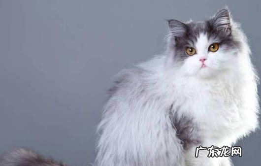 遗传病多 波斯猫为什么被弃养