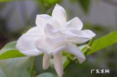 茉莉花 散发出神奇魅力的健康花有哪些
