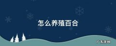 百合的养殖技术 怎么养殖百合