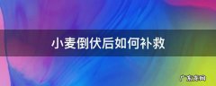 小麦倒伏后如何补救 小麦倒伏怎么补救