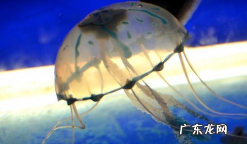 水母可以与其他鱼一起养吗
