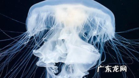 水母可以与其他鱼一起养吗