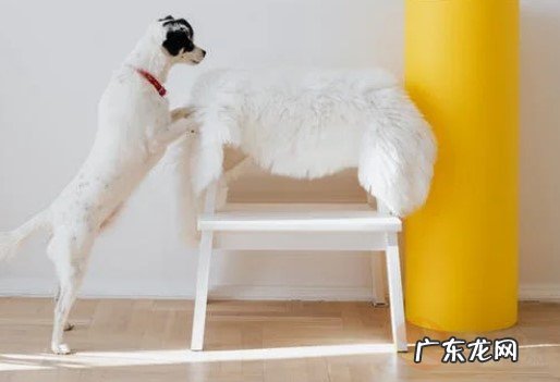 狗狗在生产前的预兆有哪些