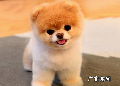 狗狗怀孕期间要怎么照顾它