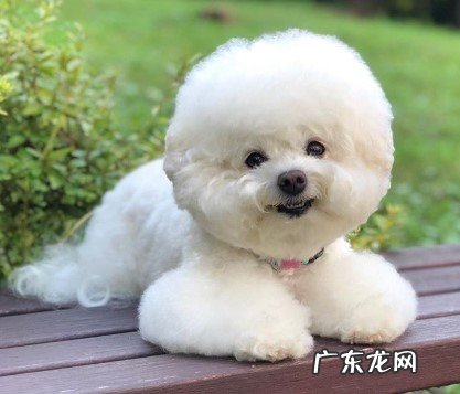 狗狗怀孕期间要怎么照顾它