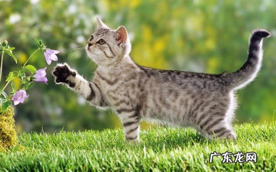 猫为何会发出呼噜呼噜声