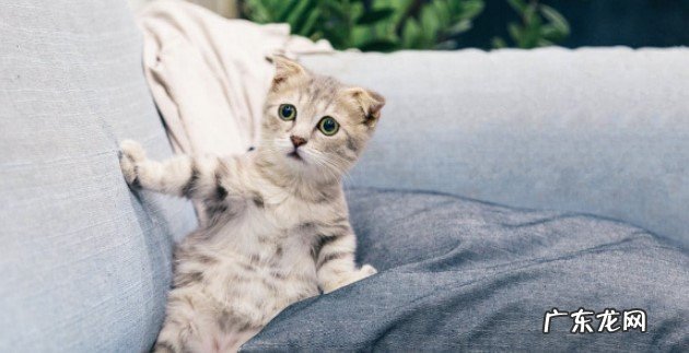 猫为何会发出呼噜呼噜声