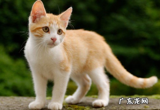 猫咪为什么要绝育