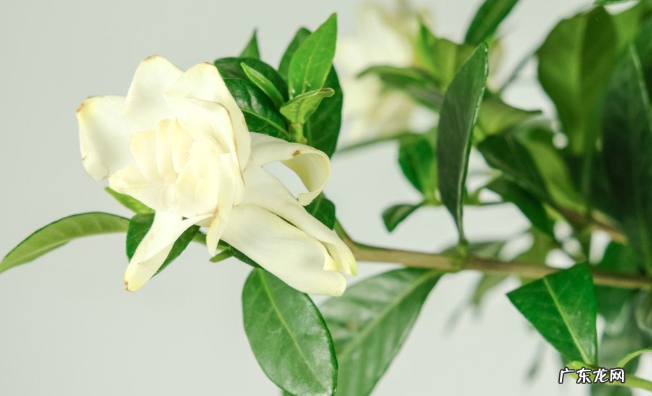 栀子花怎么养护呢