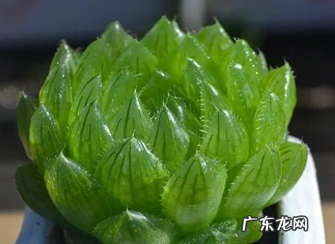 玉露哪个品种最好看的