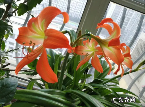 霜降了 这“5种花”搬到家里养