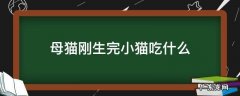 母猫刚生完小猫吃什么好 母猫刚生完小猫吃什么