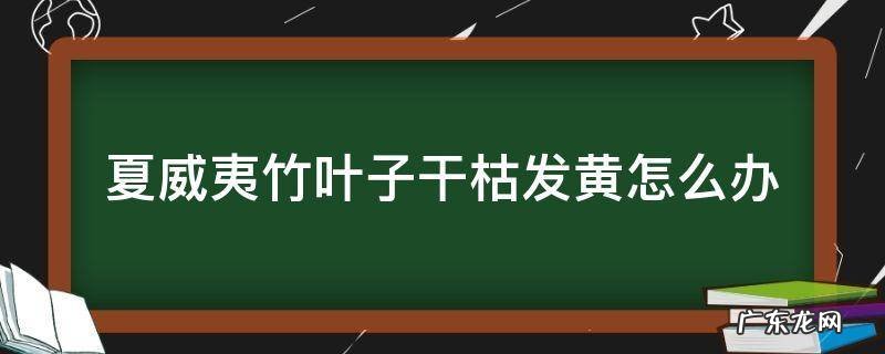 为什么夏威夷竹子叶子会枯黄 夏威夷竹叶子干枯发黄怎么办